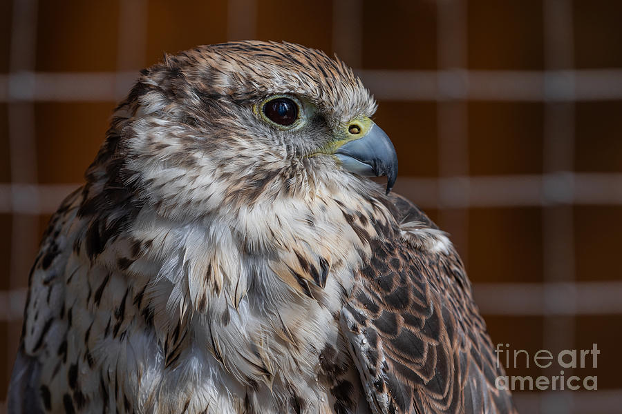 Saker Falcon Portrait Photograph by Alma Danison