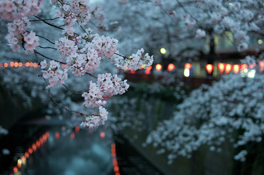 Sakura After Dark Photograph by Photograph By Clinton Watkins, Japan
