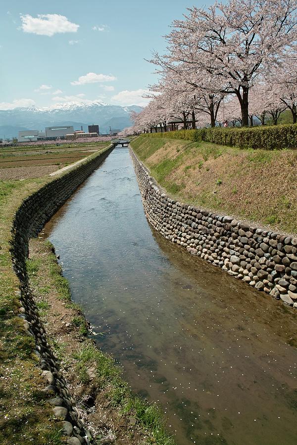 Sakura Along Small River Photograph by T.kasai@japan