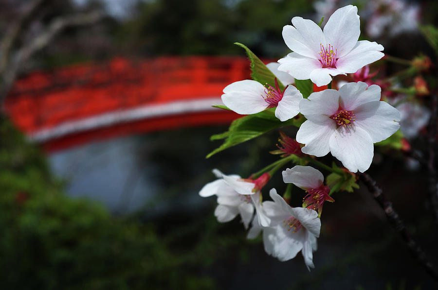 Sakura And Drum-shaped Bridge Photograph by Kyoto Photo Press