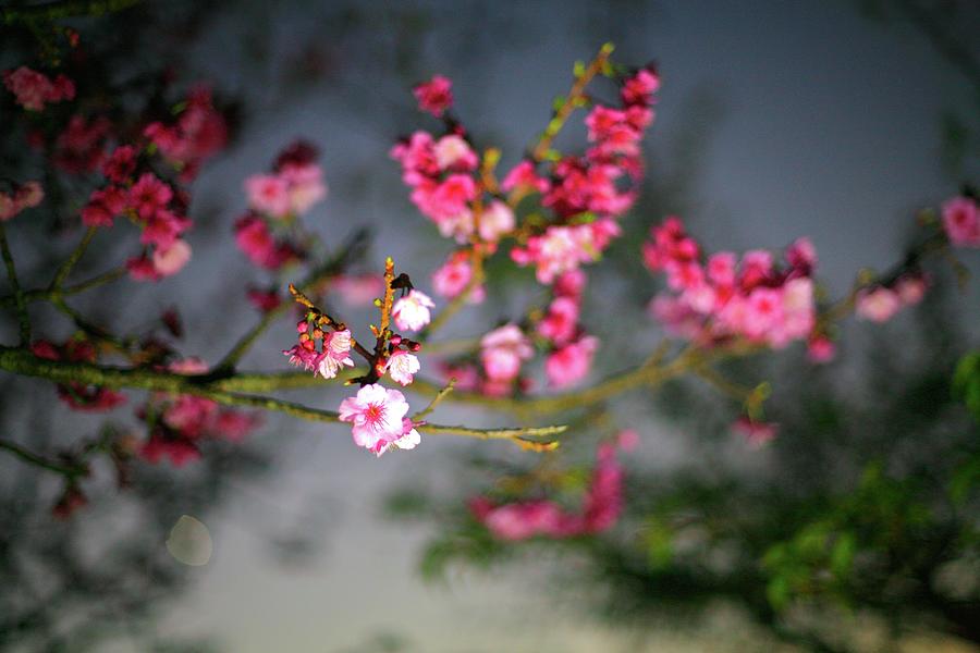 Sakura At Twilight by ©miko Walczuk Photography