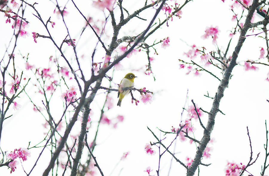Sakura Bird Perching On Cherry Tree Photograph by Pamelaoliveras