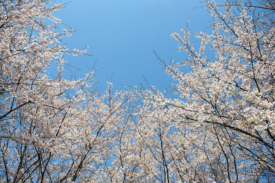 Sakura Blossom Photograph by Akimasa Harada