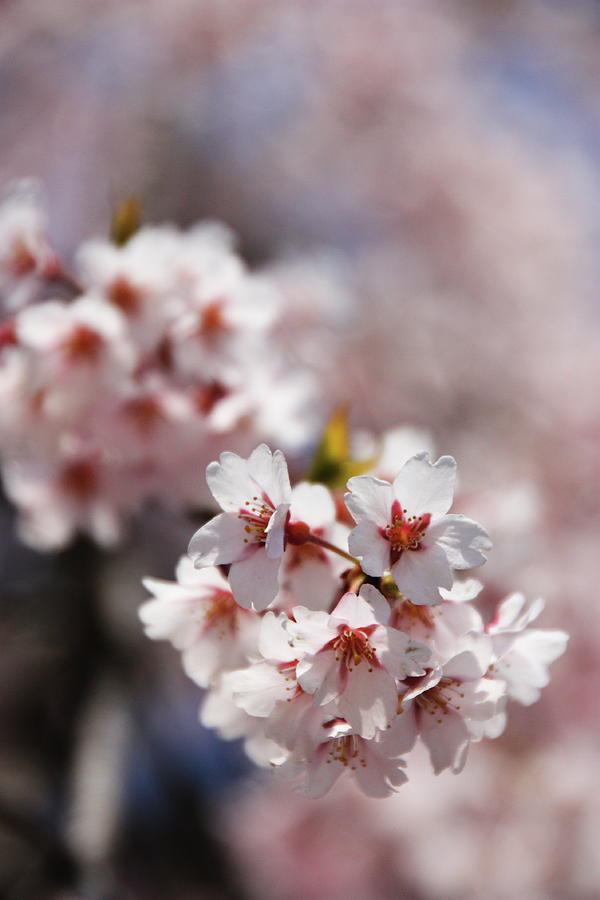 Sakura Blossom Photograph by Farzan Bilimoria