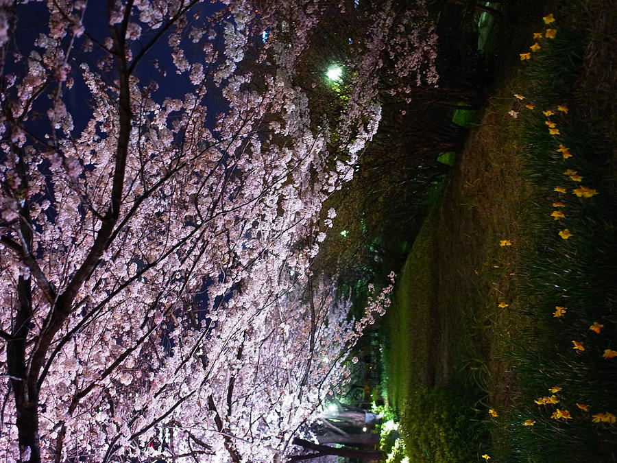Sakura Blossom Photograph by Hamachi!s Getty Images Photo Sakura Blossom Photograph by Hamachi!s Getty Images Photo