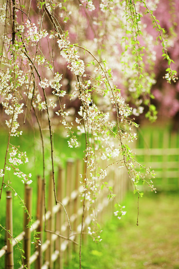 Sakura Blossom In Spring by Sunnywinds