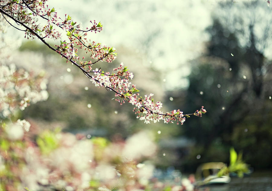 Sakura Blowing In The Wind Photograph by Jdphotography