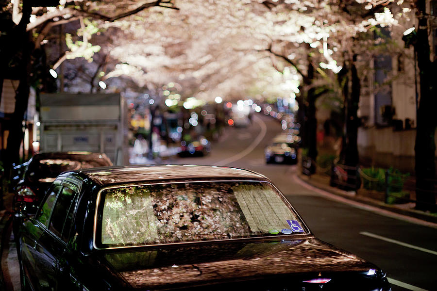 Sakura By Night In Tokyo, Roppongi Area Photograph by Alexandre Tremblot De La Croix