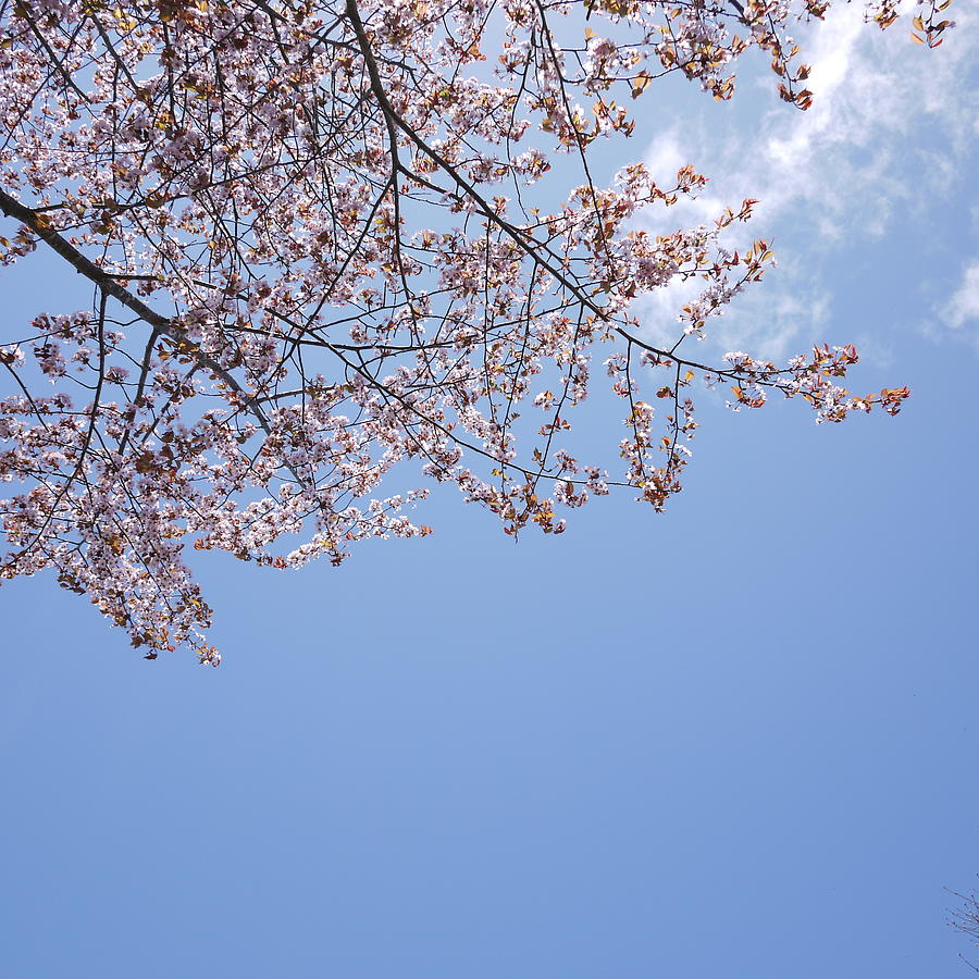 Nature Photograph - Sakura Cherry Blossom by Kaochan madeleine