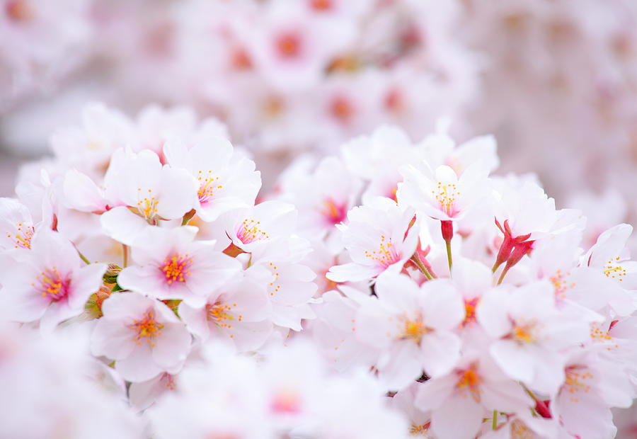 Sakura, Cherry Blossom Photograph by Ngkaki - Fine Art America