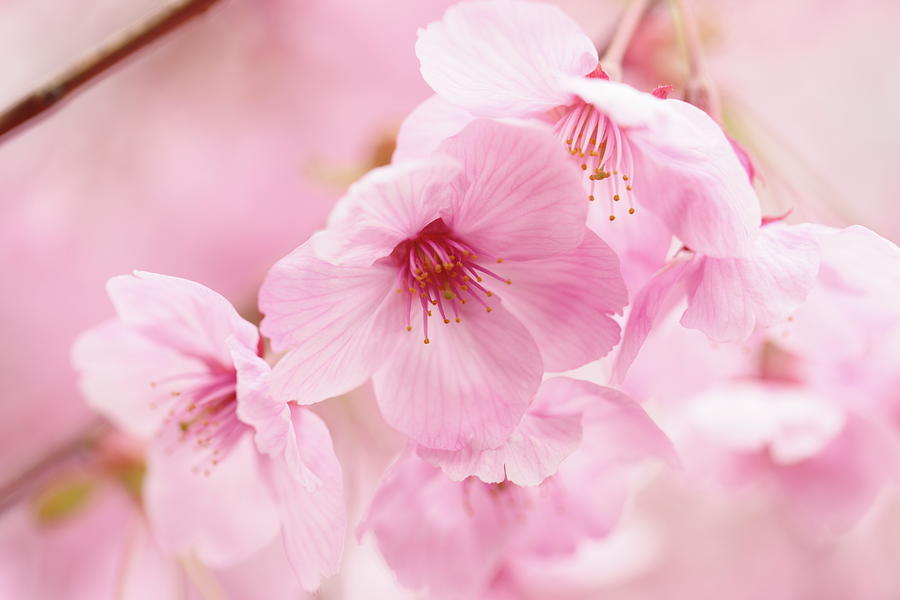 Sakura - Cherry Blossoms by Fuminana