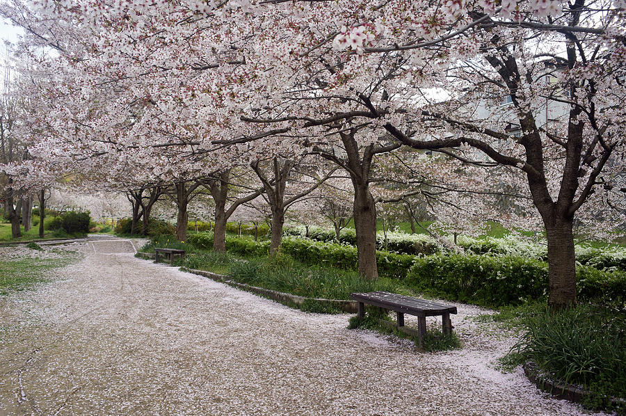 Sakura Cherry Llossom Photograph by By kuuan Andreas Griesmayr