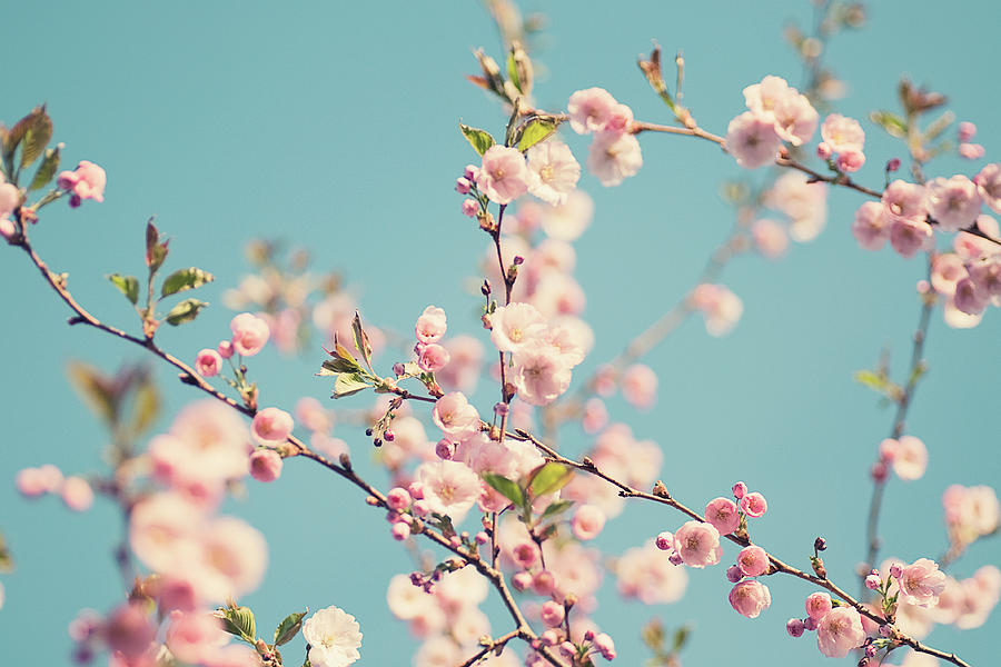 Sakura - Cherry Tree Photograph by Maria Kallin