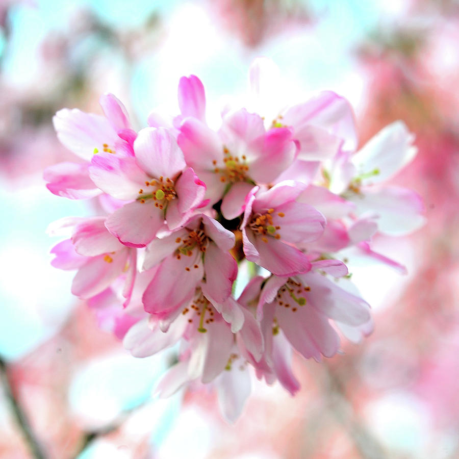 Sakura Flower Photograph by I Love Photo And Apple.