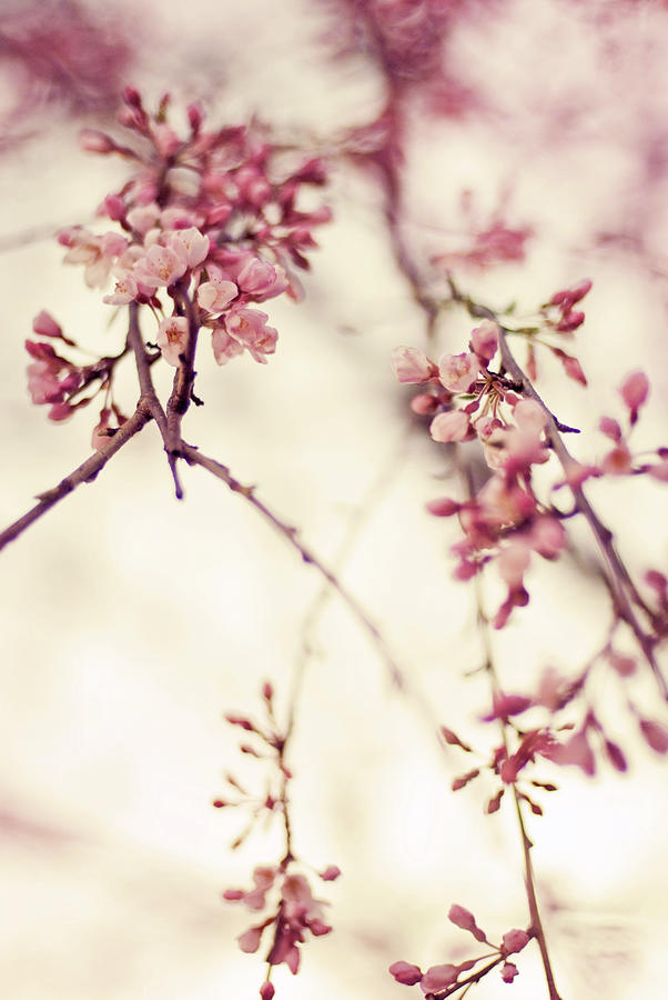 Sakura Flower Photograph by Takako Kawai