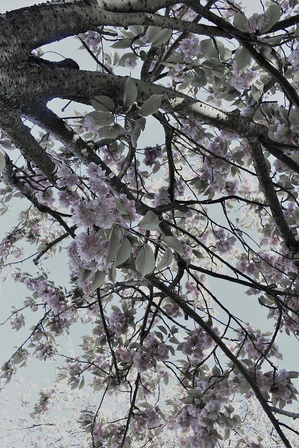 Sakura Flower Tree B/W Photograph by Loretta S