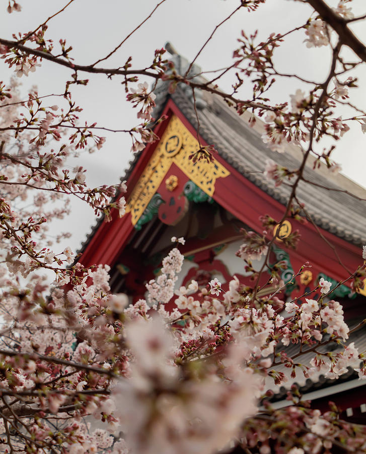 Sakura flowers and temple Photograph by Nate Richards - Fine Art America