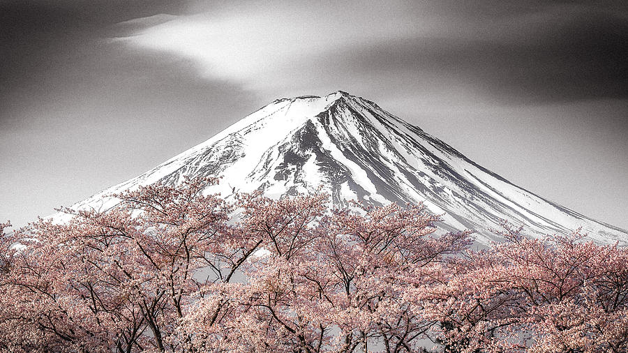 Sakura Fuji Photograph by Takeshi Mitamura