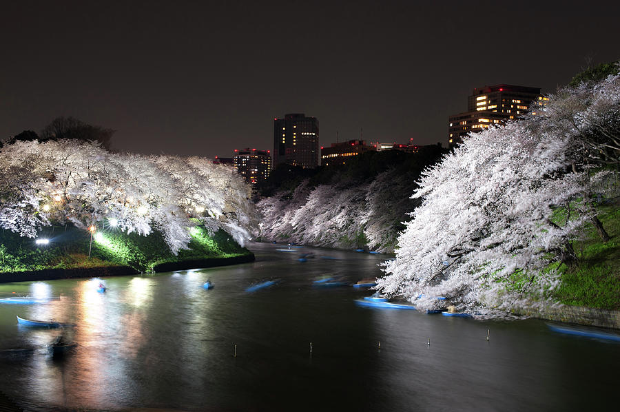Sakura Illuminations Photograph by Pierre Caillault