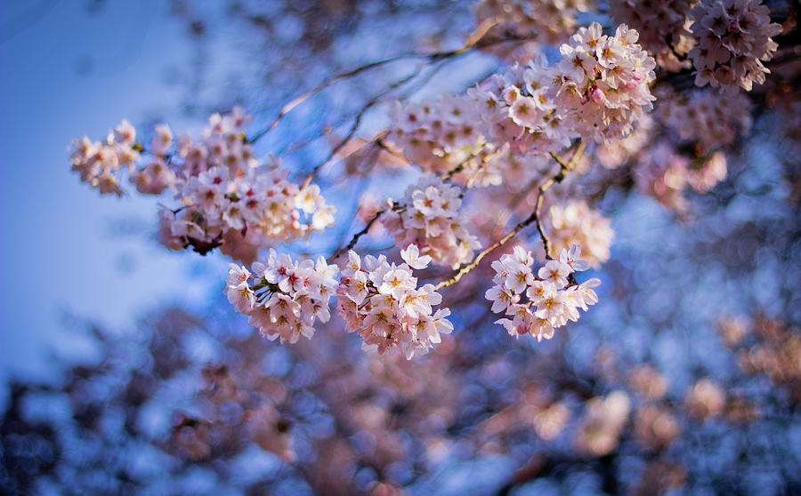 Sakura Photograph by Image Copyright And Courtesy Of Studio Miru - Fine ...