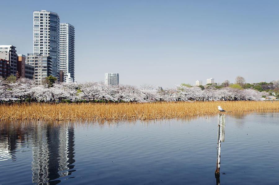Sakura In Front Of Shinobazu Pond Photograph by Dear Blue