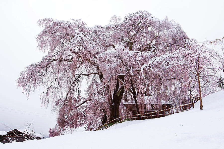 Sakura In Snow Photograph by Huayang