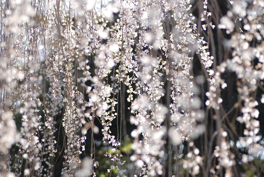 Sakura Photograph by Petit Gardem