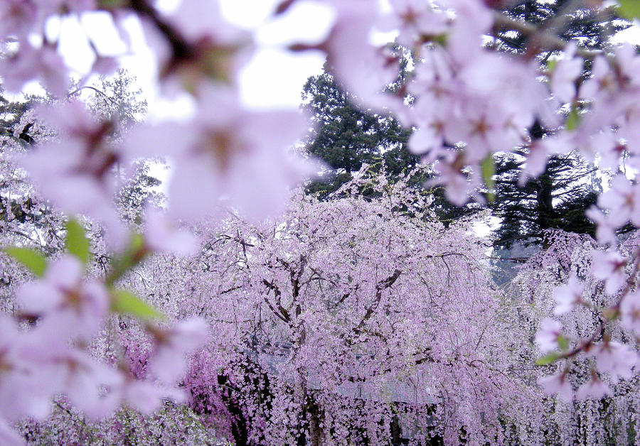 Sakura Photograph by Photo By Nikoge