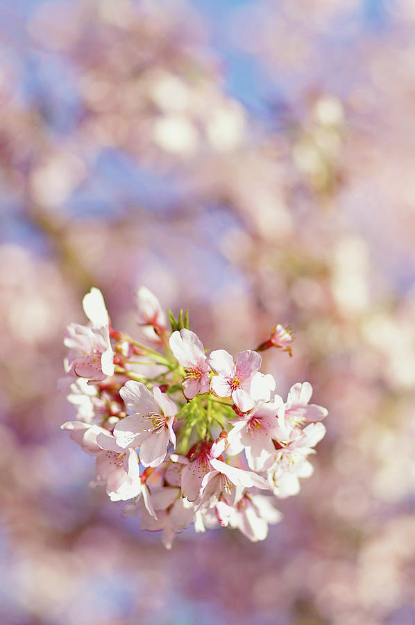 Sakura, Pink Cherry Blossom Tree Photograph by Bonita Cooke