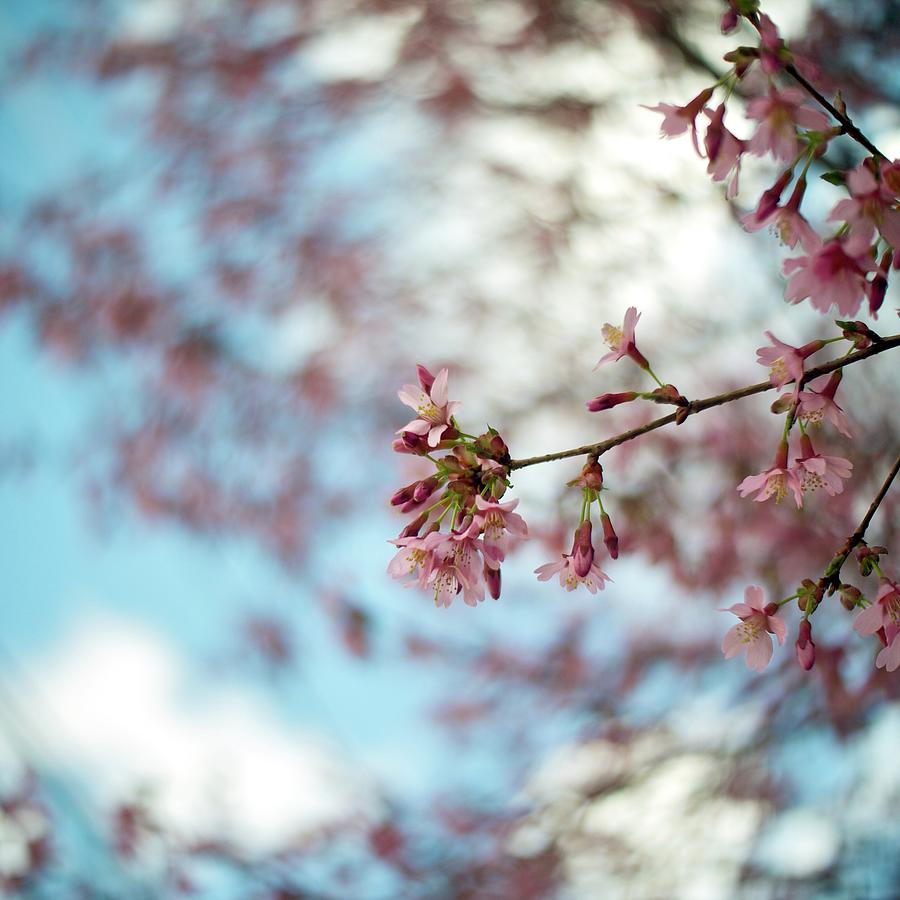 Sakura Photograph by Rkj Photo