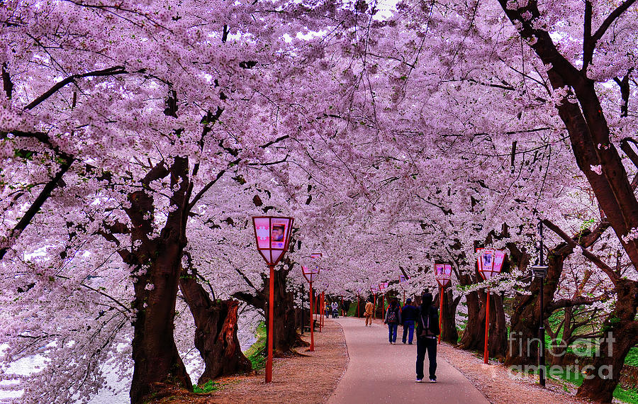 Sakura Road Photograph by Taiwan Nans0410