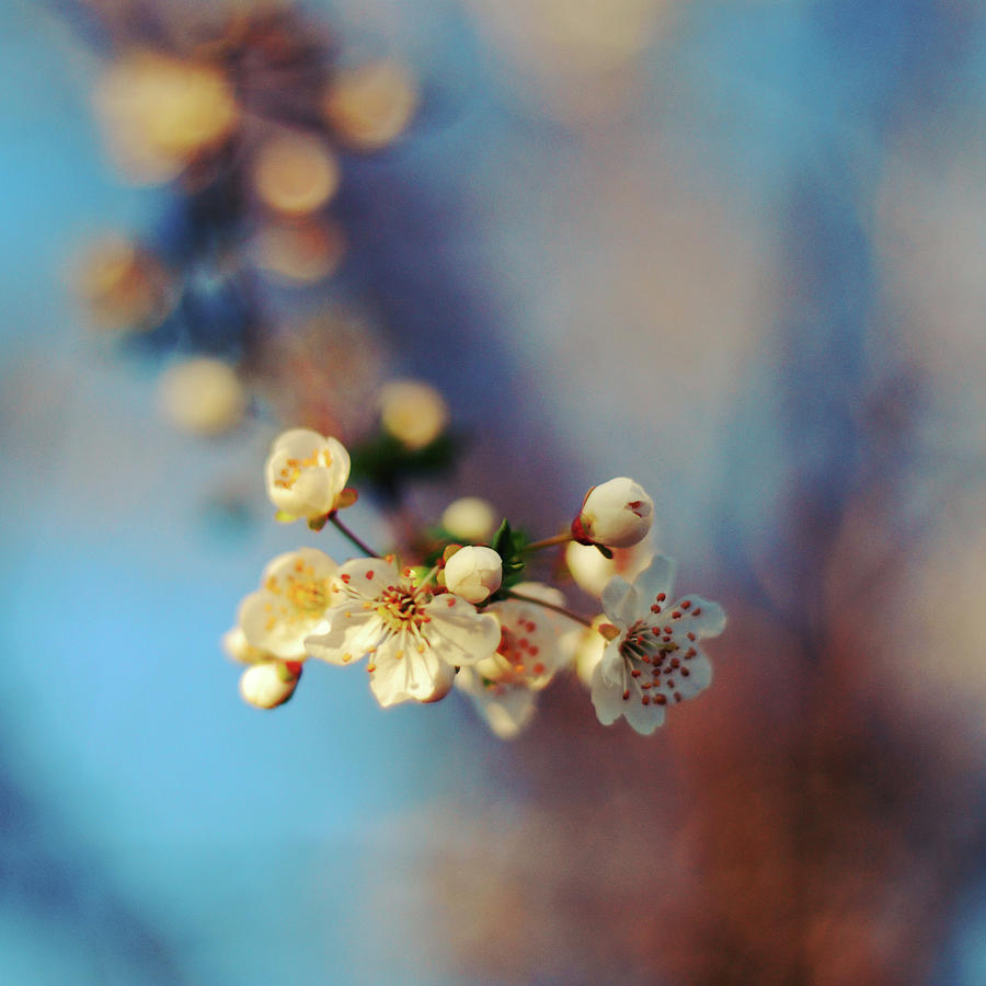 Sakura by Silvia Sala