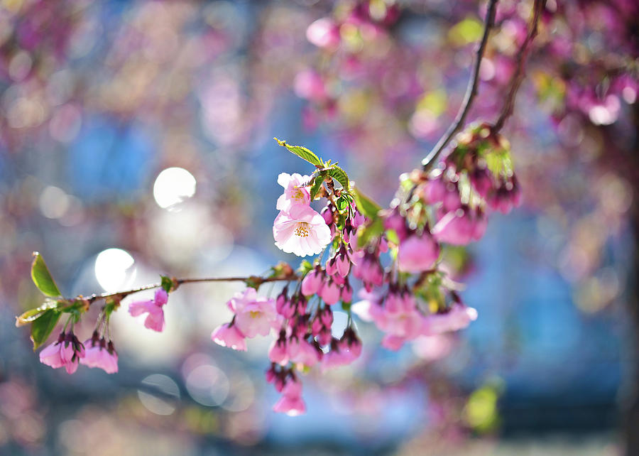 Sakura Sky, Sherry Blossom Photograph by Gisle Daus - Fine Art America