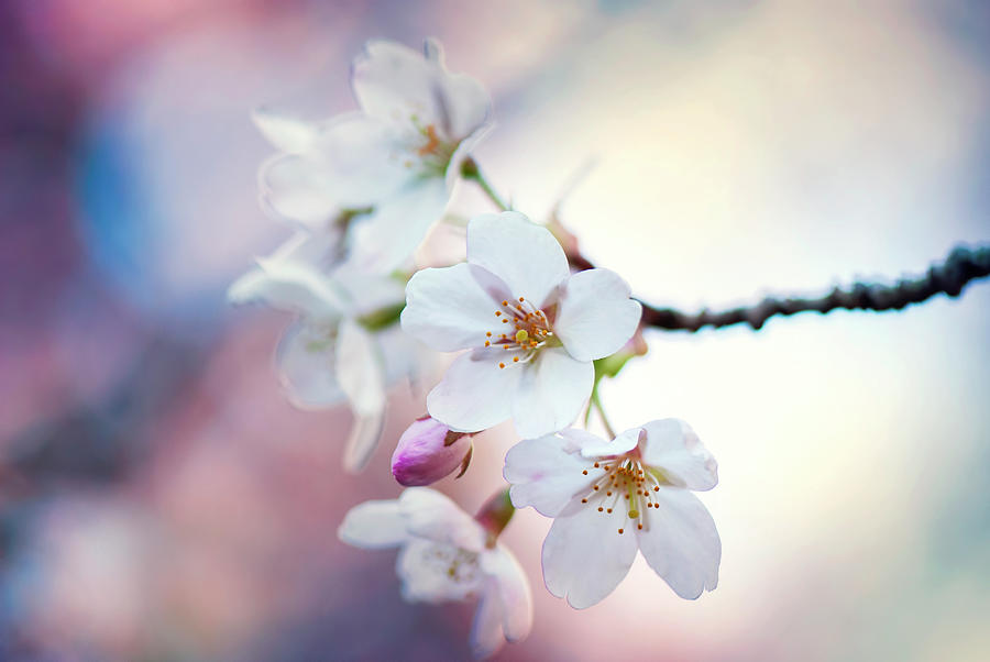 Sakura - Somei Yoshino - Cherry Blossom Photograph by May Lo