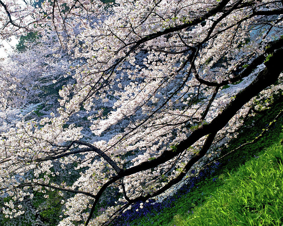 Sakura Stream Photograph by I Love Photo And Apple.
