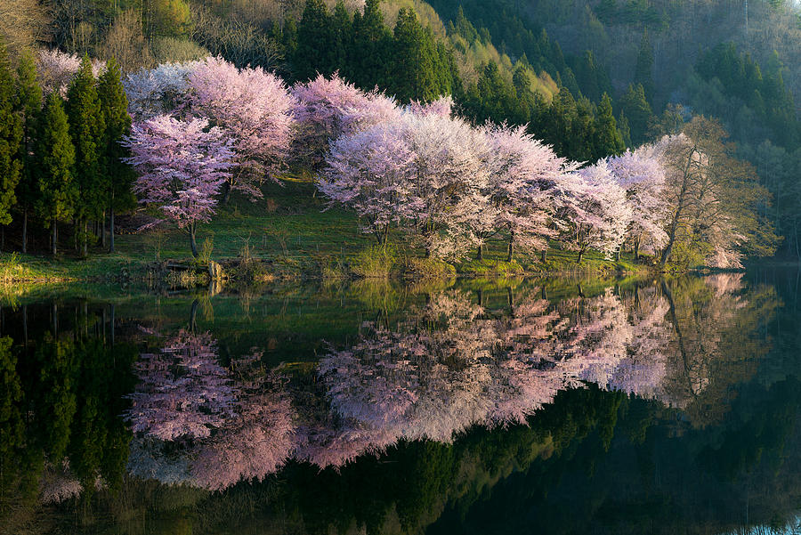 Tree Photograph - Sakura by Tatsuki Ito