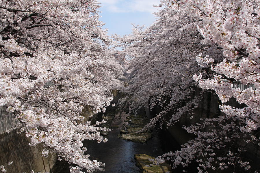 Sakura Tree Near River Photograph by Matsmasa