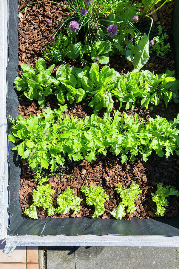 Salad In A Raised Bed top View Photograph by Chris Schfer