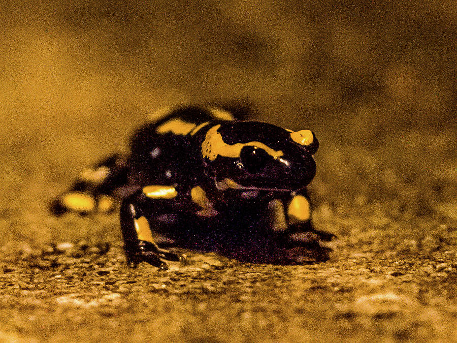 Salamander 1 Photograph by Jorg Becker