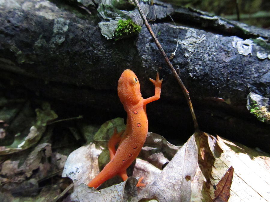 Salamander - #6139 Photograph by StormBringer Photography