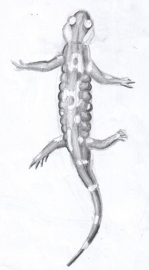 Salamander Drawing by Chirila Corina | Fine Art America