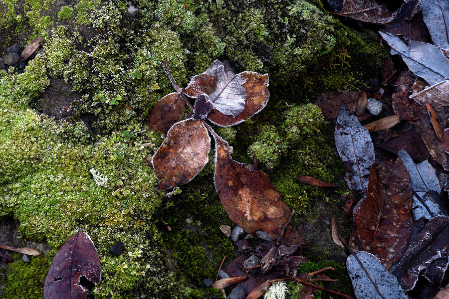 Salish Ponds 6 Photograph by David Griffith - Fine Art America