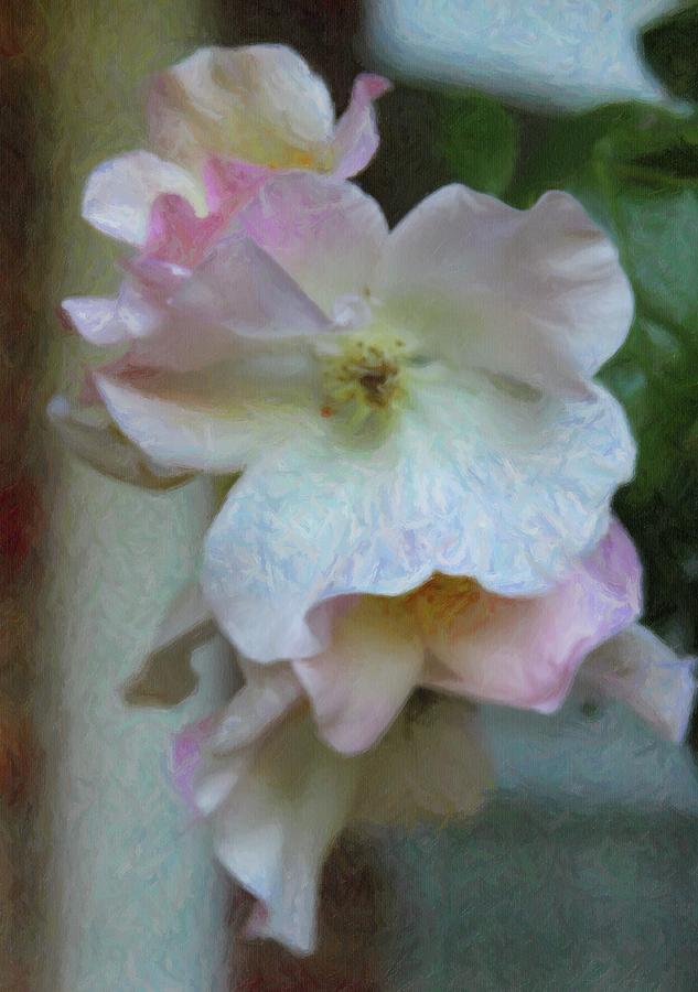 Flower Photograph - Sally Holmes Roses 3 by Cathy Lindsey