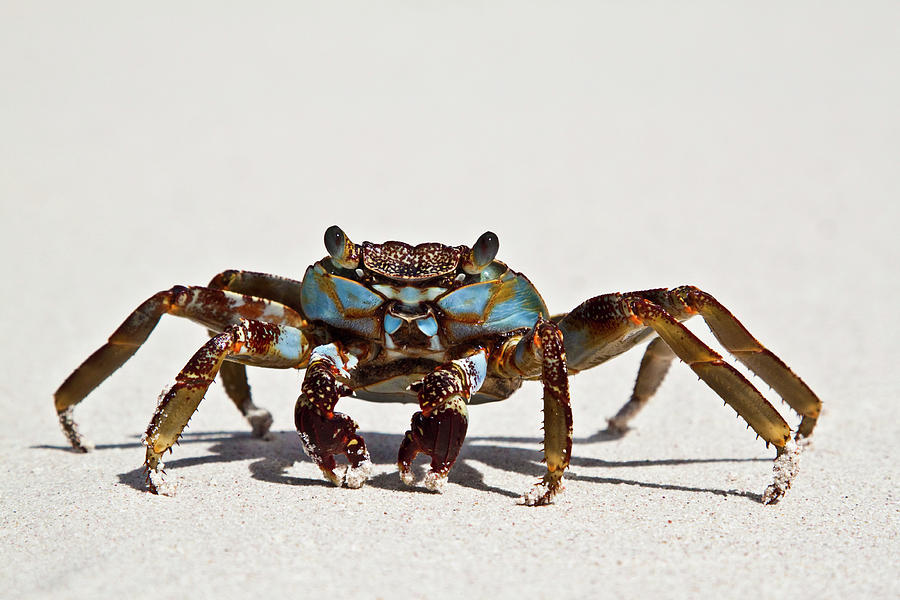 Sally Lightfoot Crab Photograph by Christopher Kimmel