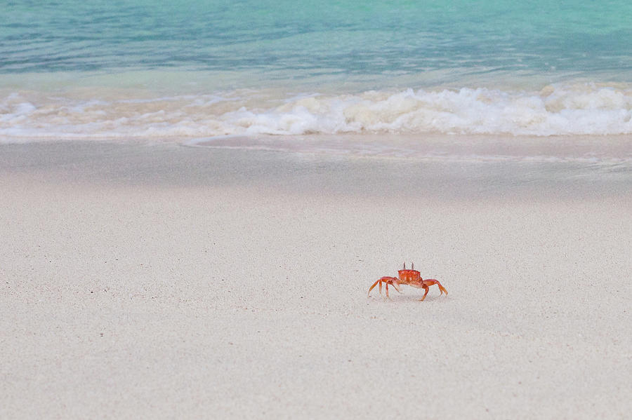 Sally Lightfoot Crab, Galapagos Islands Photograph by Original Photography