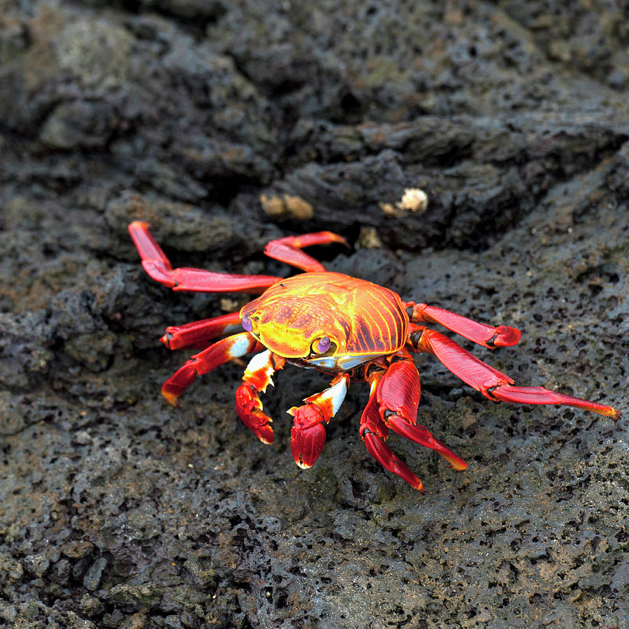 Sally Lightfoot Crab Grapsus Grapsus Photograph by Keith Levit / Design Pics