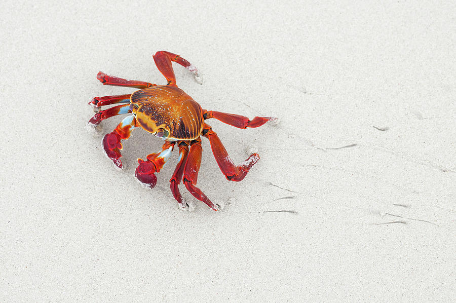 Sally Lightfoot Crab On The Beach Photograph by Tui De Roy