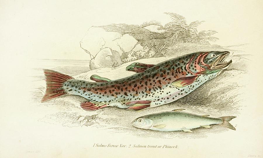 Salmo Ferox Var, Salmon Trout Painting by Robert Hamilton | Fine Art ...