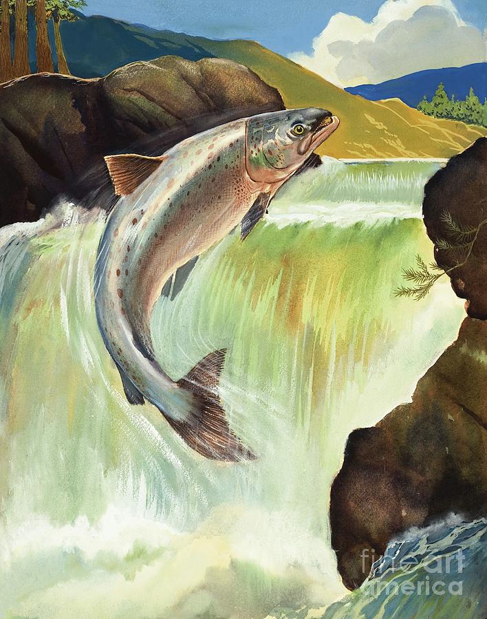 Salmon Painting by English School