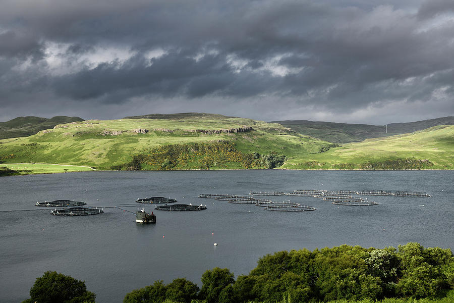 Salmon fish farm net pens on Loch Harport with evening sun on Be ...